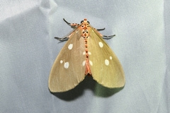 Tinolius eburneigutta