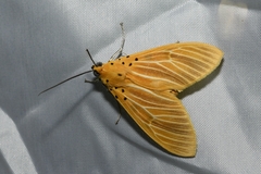 Asota