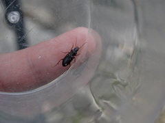 Platyderus depressus