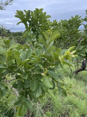 Combretum zeyheri