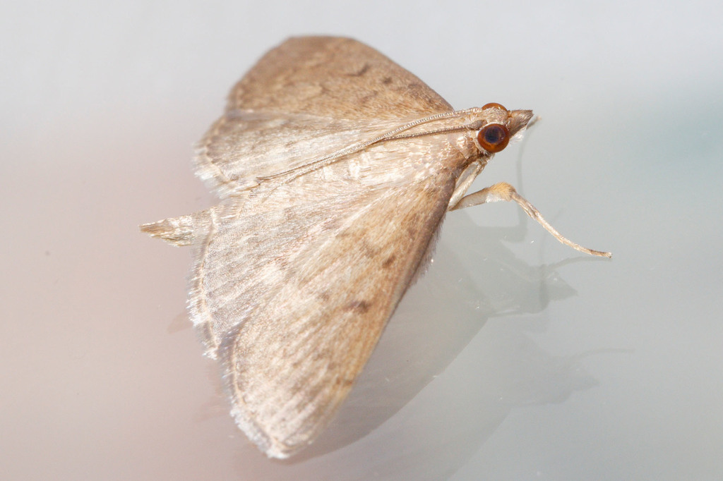 Grass worm Moth (Lepidoptera (butterflies and moths) of the British