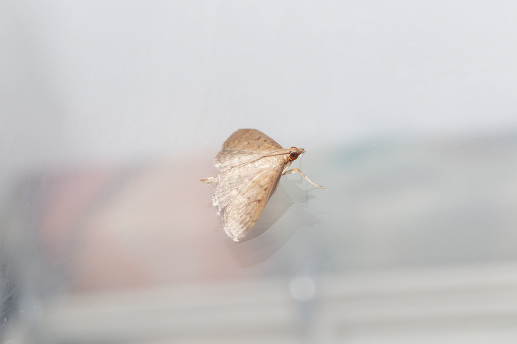 Grass worm Moth (Lepidoptera (butterflies and moths) of the British