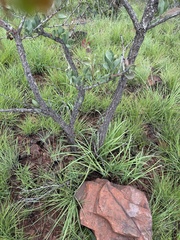 Gymnosporia glaucophylla