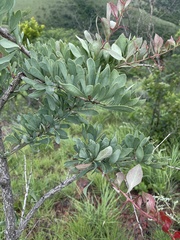 Gymnosporia glaucophylla