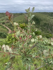 Gymnosporia glaucophylla