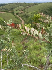 Gymnosporia glaucophylla