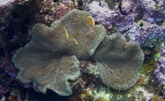 Stichodactyla mertensii