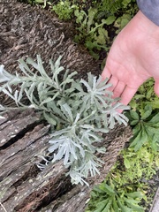 Helichrysum luteoalbum image