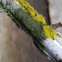 Hyperphyscia syncolla