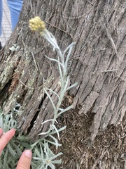 Helichrysum luteoalbum image