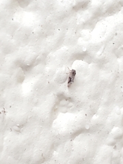 Pachypsylla
