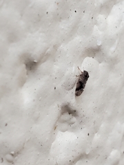 Pachypsylla
