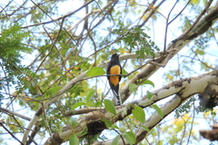 Trogon violaceus