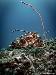 Sepia latimanus