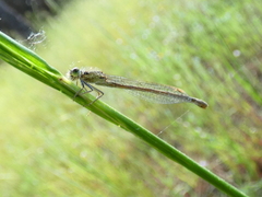 Ischnura