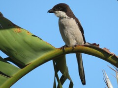 Lanius collaris collaris