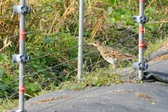 Zoothera aurea