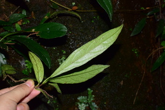 Hydrangea viburnoides