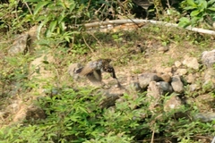 Zoothera aurea
