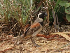 Passer melanurus melanurus