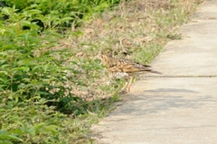 Zoothera aurea