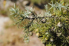 Juniperus oxycedrus