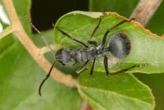 Polyrhachis schistacea
