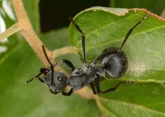 Polyrhachis schistacea