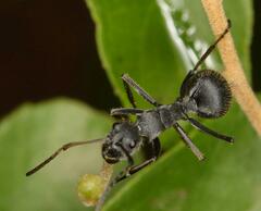 Polyrhachis schistacea