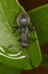 Polyrhachis schistacea