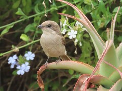 Lanius collaris collaris