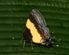 Arzecla taminella