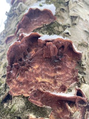 Merulius tremellosus