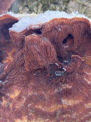 Merulius tremellosus