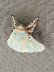 Coenobasis
