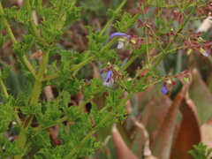 Salvia chamelaeagnea