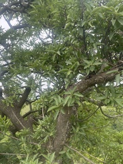 Ficus salicifolia