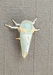 Coenobasis