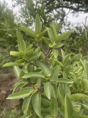 Ficus salicifolia