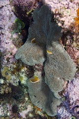 Amphiprion sandaracinos