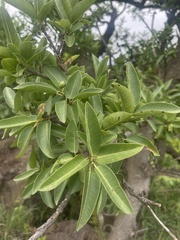 Ficus salicifolia