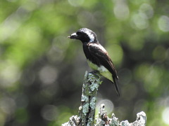 Stactolaema leucotis