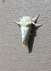 Coenobasis