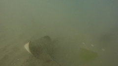 Myliobatis peruvianus