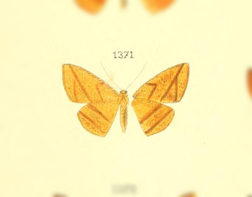 Pyrinia sucronaria