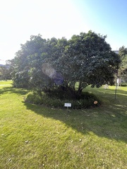 Photinia serrulata