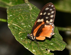 Callithomia hezia