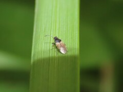 Oxycarenus hyalinipennis