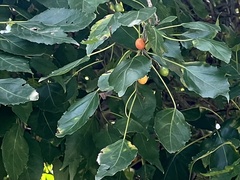 Cordia caffra