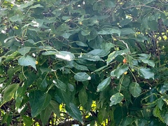 Cordia caffra